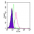 Intracellular flow analysis of TLR9 in Ramos cells using 0.5 µg of SM7105AF488. Shaded histogram represents Ramos cells without antibody; green represents isotype control; red represents anti-TLR9 antibody.