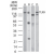 Western blot analysis of TLR9 in A) human PBMC, B) human intestine, C) mouse intestine, and D) rat intestine tissue lysates using SM7105A at a dilution of 3 µg/ml.