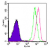 Intracellular flow analysis of TLR5 in 10e6 ThP1 cells using 0.5 µg of SM7103AF647. The shaded histogram represents ThP1 cells alone, green represents isotype control, and red represents TLR5 antibody.