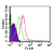 Intracellular flow analysis of TLR5 in 10e6 human lymphocytes using 0.5 µg of SM7102AF647. Green represents isotype control red represents TLR5 antibody.
