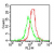 Cell surface flow cytometric analysis of TLR4 on mouse peritoneal cells using 1 ug/10e6 cells of TLR4 antibody, anti-rat PE conjugated secondary and TLR cell surface flow kit (green represents isotype control; red represents TLR4 antibody.)