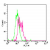 Intracellular flow cytometric analysis of TLR11 in Balb/c mouse splenocytes using SP7359F at 1 µg/10e6 cells. Green represents rabbit IgG isotype control; red represents anti-TLR11 antibody.