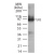 Western blot analysis of TLR2 in transfected cell lysate using at 2 µg/ml.