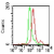 Intracellular flow cytometric analysis of TLR3 in Balb/c mouse splenocytes using SP7128F at 1 µg/10e6 cells. Green represents rabbit IgG isotype control; red represents anti-TLR3 antibody.