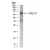 Western blot analysis of yeast RAD17 using AP22399PU-N at 1:500 dilution.
