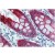 Immunohistochemistry staining of Human colon (Paraffin Sections) using anti-Cytokeratin 18 antibody (clone DA-7).