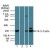 Western blot analysis of 14-3-3 zeta in human brain lysate in the 1) absence, 2) presence of immunizing peptide, 3) mouse brain lysate and 4) rat brain lysate using AP21526PU-N at 4 µg/ml. Goat anti-rabbit Ig HRP secondary antibody and PicoTect ECL substrate solution were used for this test.