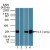 Western blot analysis of 14-3-3 zeta in human brain lysate in the 1) absence, 2) presence of immunizing peptide, 3) mouse brain lysate and 4) rat brain lysate in the absence of immunizing peptide using AP21527PU-N at 2 µg/ml. Goat anti-rabbit Ig HRP secondary antibody and PicoTect ECL substrate solution were used for this test.