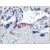 Placenta, Human: Formalin-Fixed, Paraffin-Embedded (FFPE)
