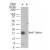 Western blot analysis of Rad17-phos in A) a partial recombinant protein containing phospho Ser647 and B) the same sequence without the phospho serine, and was blocked using the non-phospho control of the immunizing peptide, using AP22131PU-N at 0.1 µg/ml.