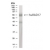 Western blot analysis of human RAD17 in heart lysate using AP22129PU-N at 1:500 dilution.