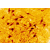 Staining with 5-HT (Serotonin) Rabbit Antibody 20080
