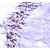 Staining with GABA (gamma-Aminobutyric Acid) Antibody 20094
