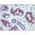 AM20487PU-N Cytokeratin-7 antibody staining of Formalin-Fixed, Paraffin-Embedded Human Breast at 1/50 followed by biotinylated anti-mouse IgG secondary antibody, alkaline phosphatase-streptavidin and chromogen.