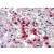 IHC Image for AP22890PU-N
Spleen, neutrophils, Human: Formalin-Fixed, Paraffin-Embedded (FFPE)