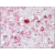 Human Brain, Cortex (formalin-fixed, paraffin-embedded) stained with GABRA6 antibody AP22584PU-N followed by biotinylated anti-goat IgG secondary antibody, alkaline phosphatase-streptavidin and chromogen.
