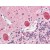Human Brain, Cerebellum (formalin-fixed, paraffin-embedded) stained with YWHAH antibody AP22684SU-N at 1/250 followed by biotinylated goat anti-rabbit IgG secondary antibody, alkaline phosphatase-streptavidin and chromogen.