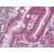Small intestine, Human: Formalin-Fixed, Paraffin-Embedded (FFPE)
