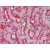Liver, Human: Formalin-Fixed, Paraffin-Embedded (FFPE)