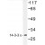 Western blot analysis of AP06766PU-N 14-3-3 ε antibody in extracts from HepG2 cells.