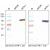 Western Analysis of anti-mouse esFlk1. Samples were
loaded in 10% SDS-polyacrylamide gel under reducing conditions.
Left panel: polyclonal antibody (peptide) against the unique Cterminal
end of esFlk1; Right panel: monoclonal antibody against
recombinant Flk1.