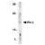 Western blot analysis of whole cell lysate from A-20 mouse B-cell lymphoma probed with Rabbit anti Human IFN beta antibody (AP05706PU-N)