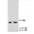 Western blot analysis of rat kidney lysis using TIMP2 antibody