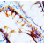 NPY1R Polyclonal Antibody