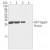GST-Tag (12G8) Monoclonal Antibody