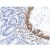 Human small intestine stained with anti-Actin smooth muscle antibody (Cat# AP15335PU)