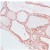 AP15818PU THR alpha1/2 antibody staining of Human Thyroid.