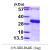 Recombinant human RGS19, 1-217aa, His-tagged