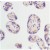 AM21042PU FLK1 antibody staining of Human Placenta.