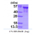 Recombinant human Tau, 1-381aa, His-tagged