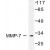Western blot analysis of MMP-7/2 antibody Cat.-No AP06234PU-N in extracts from COS7 cells.