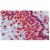 Immunostaining of human epidermis using Lamin A antibody BM4500