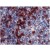AP23811PU CD278 antibody staining of Human Tonsil.