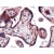 Human placenta stained with anti-GLUT-3 antibody