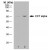 Western blot analysis of HeLa whole cell lysate (lane 1) and HeLa heat stressed whole cell lysate (lane 2) probed with rat anti mouse CCT alpha Cat.-No. SM2173P followed by F(ab')2 rabbit anti Rat IgG:HRP (Cat.-No. SP1021HRP)