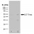 Western blot analysis of HeLa whole cell lysate (lane 1) and HeLa heat stressed whole cell lysate (lane 2) probed with rat anti CCT theta Cat.-No. SM2017P followed by F(ab')2 rabbit anti rat IgG:HRP (Cat.-No. SP1021HRP).