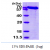 Recombinant human HSPA5 (BIP), 20-650aa, His-tagged