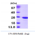 Recombinant human ATP5O, 24-213 aa, His-tagged