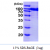 Recombinant human ACO1, 1-889aa, His-tagged
