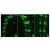 Polyclonal anti-GFP antibody at a 1/1,000 dilution detects tau-GFP in cell bodies (large arrowhead) and axons of motorneurons (arrow) and interneurons (small arrowhead) in Drosophila melanogaster late stage embryonic central nervous system. Fluorochrome conjugated anti-Goat secondary antibody was used for detection at 1/300. Panel A shows a lateral view (ventral left). Panels B and C show ventral views of whole mount embryos at 63x magnification (plus 2x digital zoom). In all panels, anterior is up.
Personal Communication, Helmata Mistry, Washington University School of Medicine, St. Louis, MO.


