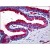 Human Prostate: Formalin-Fixed, Paraffin-Embedded (FFPE)