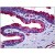 Human Prostate: Formalin-Fixed, Paraffin-Embedded (FFPE)