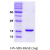Recombinant human Alpha-Synuclein: 14% SDS-PAGE (3 µg)