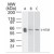 Western blot analysis of 5-HT3AR in A) Human, B) Mouse and C) Rat brain tissue lysate using anti-5-HT3R antibody (Cat.no.SP7002P) at 3 µg/ml. 
