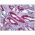 Human Kidney: Formalin-Fixed, Paraffin-Embedded (FFPE)