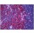 Human Thymus: Formalin-Fixed, Paraffin-Embedded (FFPE)